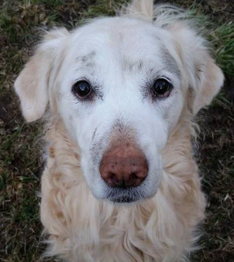 Influential animal 1