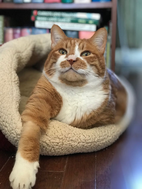 Influential animal 2