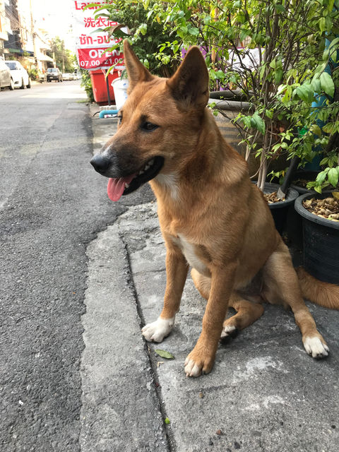 Influential animal 3