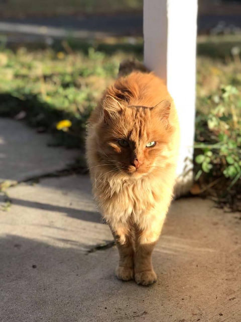 Influential animal 4