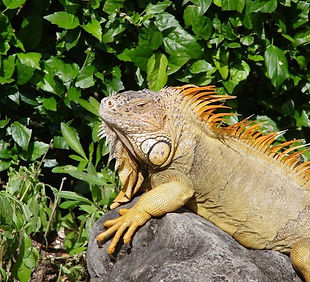 Follow-up Reading 30 min